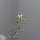 Shepherd's Purse Little Flower Ring - Silver - Aisling Chou Studio